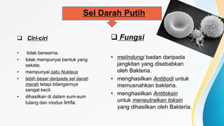 Ciri-ciri
• tidak berwarna.
• tidak mempunyai bentuk yang
sekata.
• mempunyai satu Nukleus
• lebih besar daripada sel darah
merah tetapi bilangannya
sangat kecil.
• dihasilkan di dalam sum-sum
tulang dan modus limfa.
 Fungsi
• melindungi badan daripada
jangkitan yang disebabkan
oleh Bakteria.
• menghasilkan Antibodi untuk
memusnahkan bakteria.
• menghasilkan Antitoksin
untuk meneutralkan toksin
yang dihasilkan oleh Bakteria.
Sel Darah Putih
 