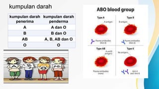 kumpulan darah
kumpulan darah
penerima
kumpulan darah
penderma
A A dan O
B B dan O
AB A, B, AB dan O
O O
 