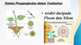 Sistem Pengangkutan dalam Tumbuhan
• terdiri daripada
Floem dan Xilem
 