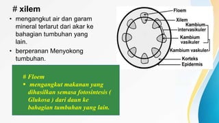 # xilem
• mengangkut air dan garam
mineral terlarut dari akar ke
bahagian tumbuhan yang
lain.
• berperanan Menyokong
tumbuhan.
# Floem
 mengangkut makanan yang
dihasilkan semasa fotosintesis (
Glukosa ) dari daun ke
bahagian tumbuhan yang lain.
 