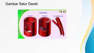 Gambar Salur Darah
 