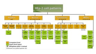 Comprehensive Overview of Anti-Nuclear Antibodies in Autoimmune Disease ...