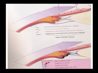 ANATOMY AND PHYSIOLOGY OF THE LENS | PDF