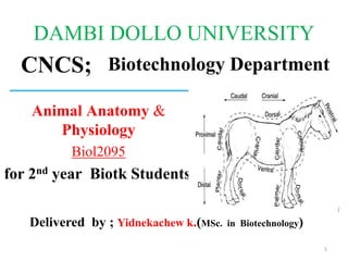 DAMBI DOLLO UNIVERSITY
CNCS;
Animal Anatomy &
Physiology
Biol2095
for 2nd year Biotk Students’
Biotechnology Department
Delivered by ; Yidnekachew k.(MSc. in Biotechnology)
1
 