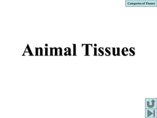 Categories of Tissues
Animal Tissues
 