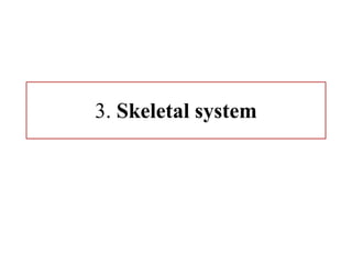 3. Skeletal system
 