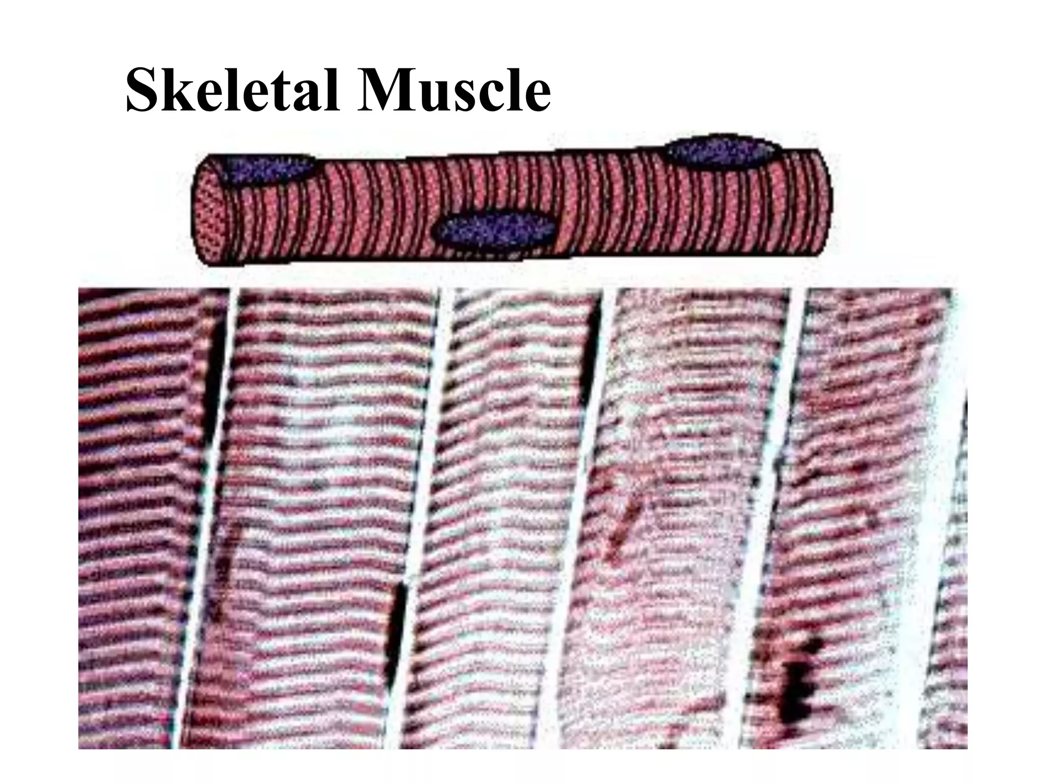 Skeletal Muscle
 