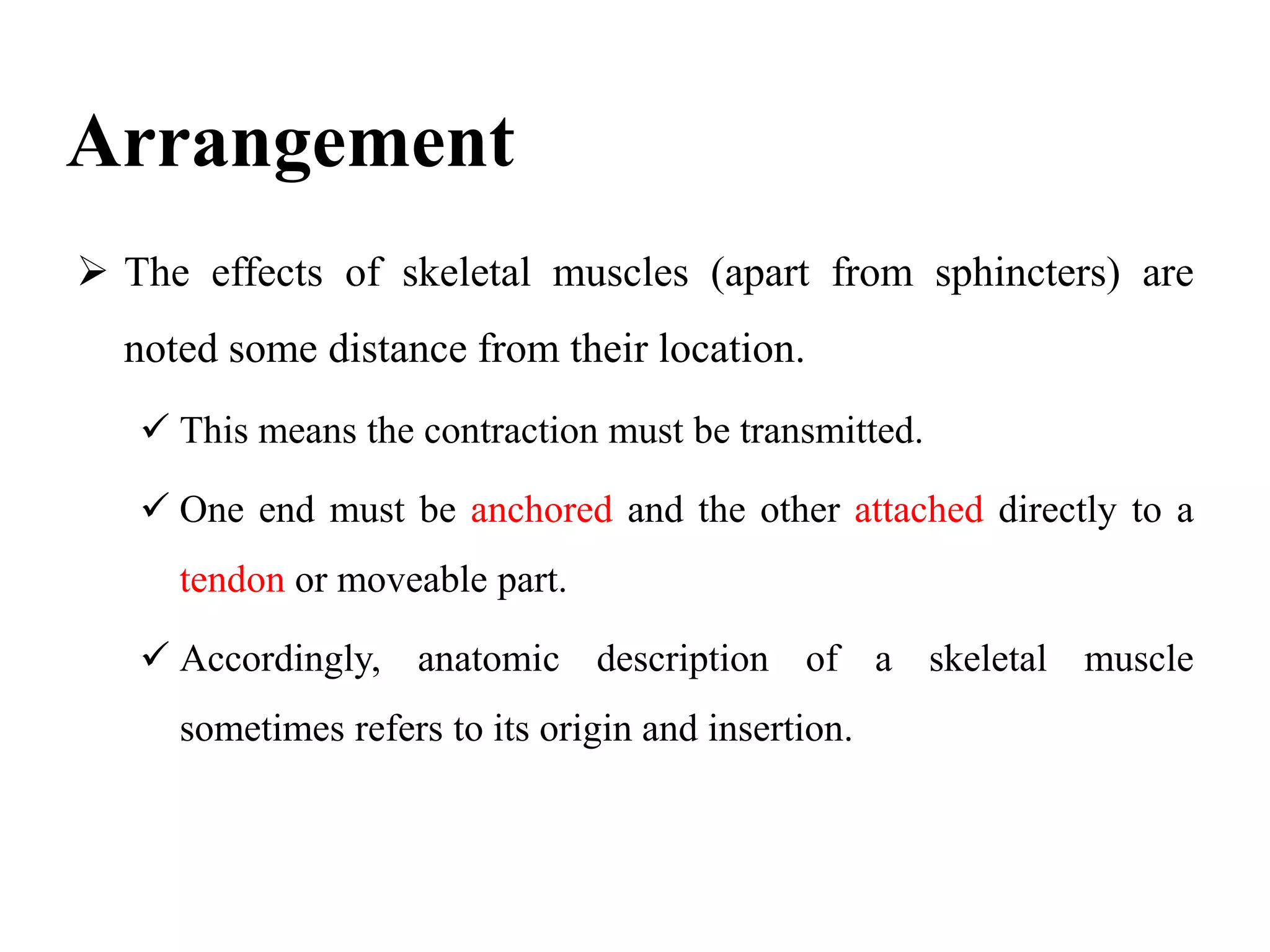 Arrangement
 The effects of skeletal muscles (apart from sphincters) are
noted some distance from their location.
 This means the contraction must be transmitted.
 One end must be anchored and the other attached directly to a
tendon or moveable part.
 Accordingly, anatomic description of a skeletal muscle
sometimes refers to its origin and insertion.
 