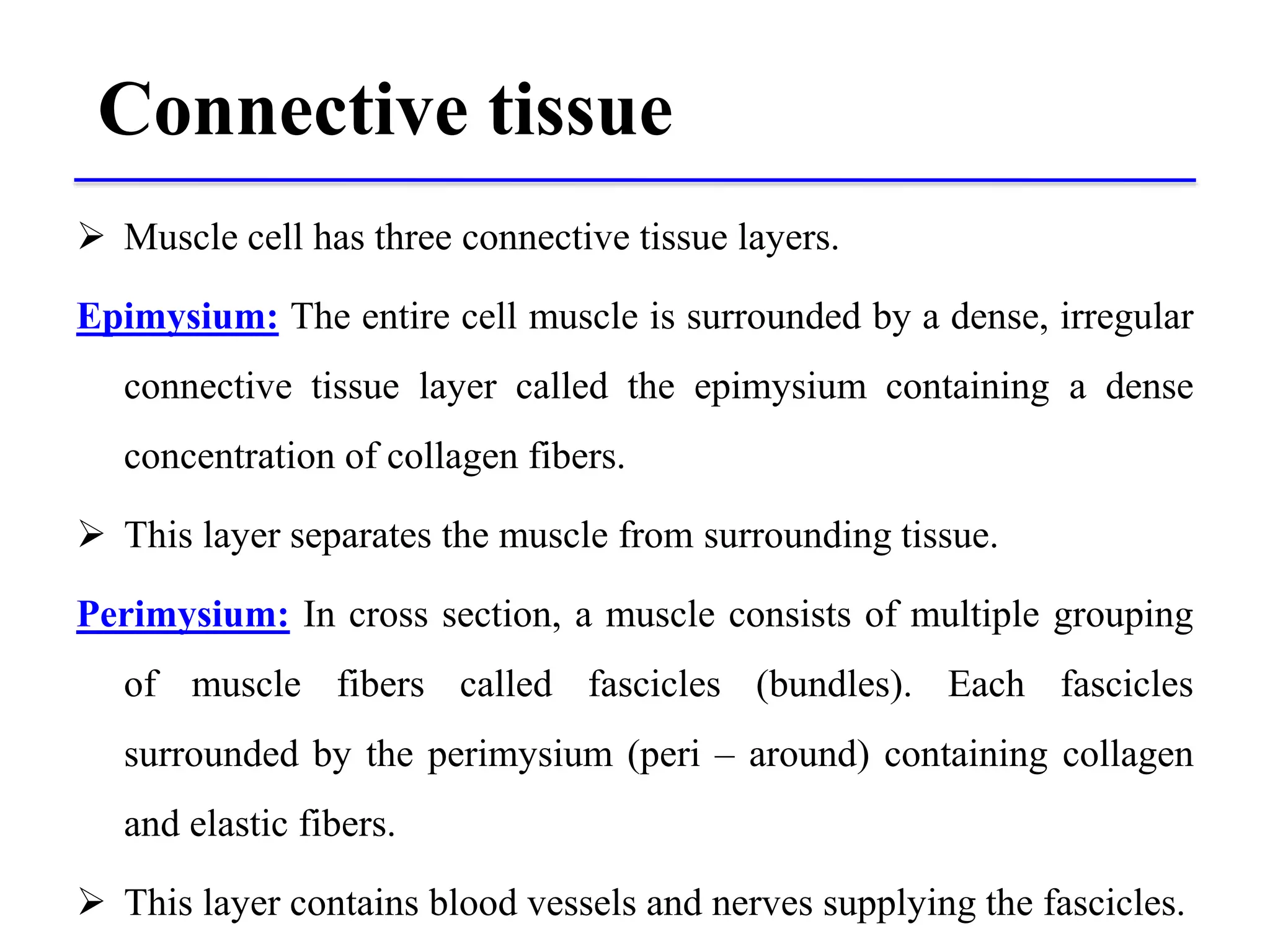 Connective tissue
 Muscle cell has three connective tissue layers.
Epimysium: The entire cell muscle is surrounded by a dense, irregular
connective tissue layer called the epimysium containing a dense
concentration of collagen fibers.
 This layer separates the muscle from surrounding tissue.
Perimysium: In cross section, a muscle consists of multiple grouping
of muscle fibers called fascicles (bundles). Each fascicles
surrounded by the perimysium (peri – around) containing collagen
and elastic fibers.
 This layer contains blood vessels and nerves supplying the fascicles.
 