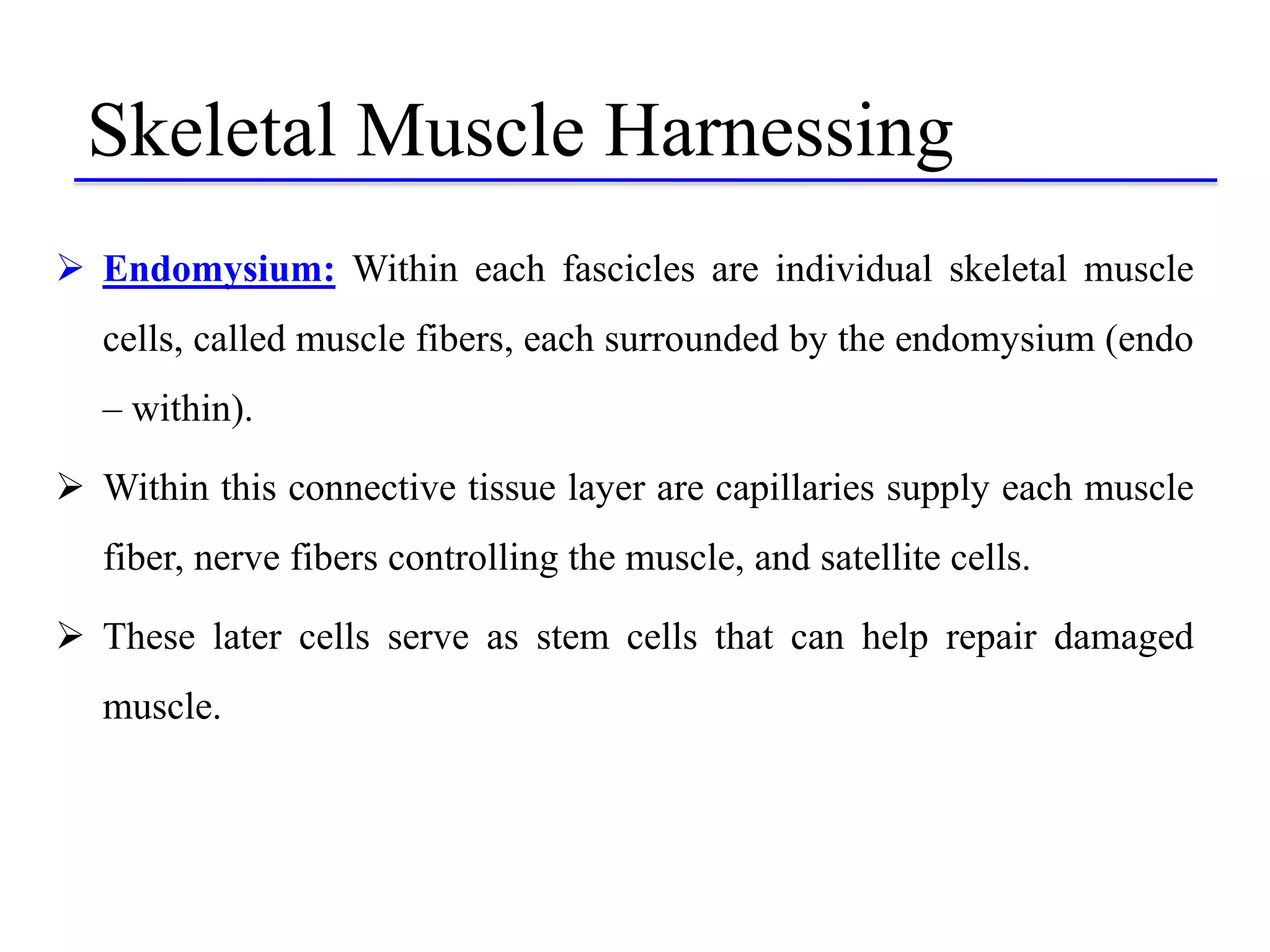 Skeletal Muscle Harnessing
 Endomysium: Within each fascicles are individual skeletal muscle
cells, called muscle fibers, each surrounded by the endomysium (endo
– within).
 Within this connective tissue layer are capillaries supply each muscle
fiber, nerve fibers controlling the muscle, and satellite cells.
 These later cells serve as stem cells that can help repair damaged
muscle.
 