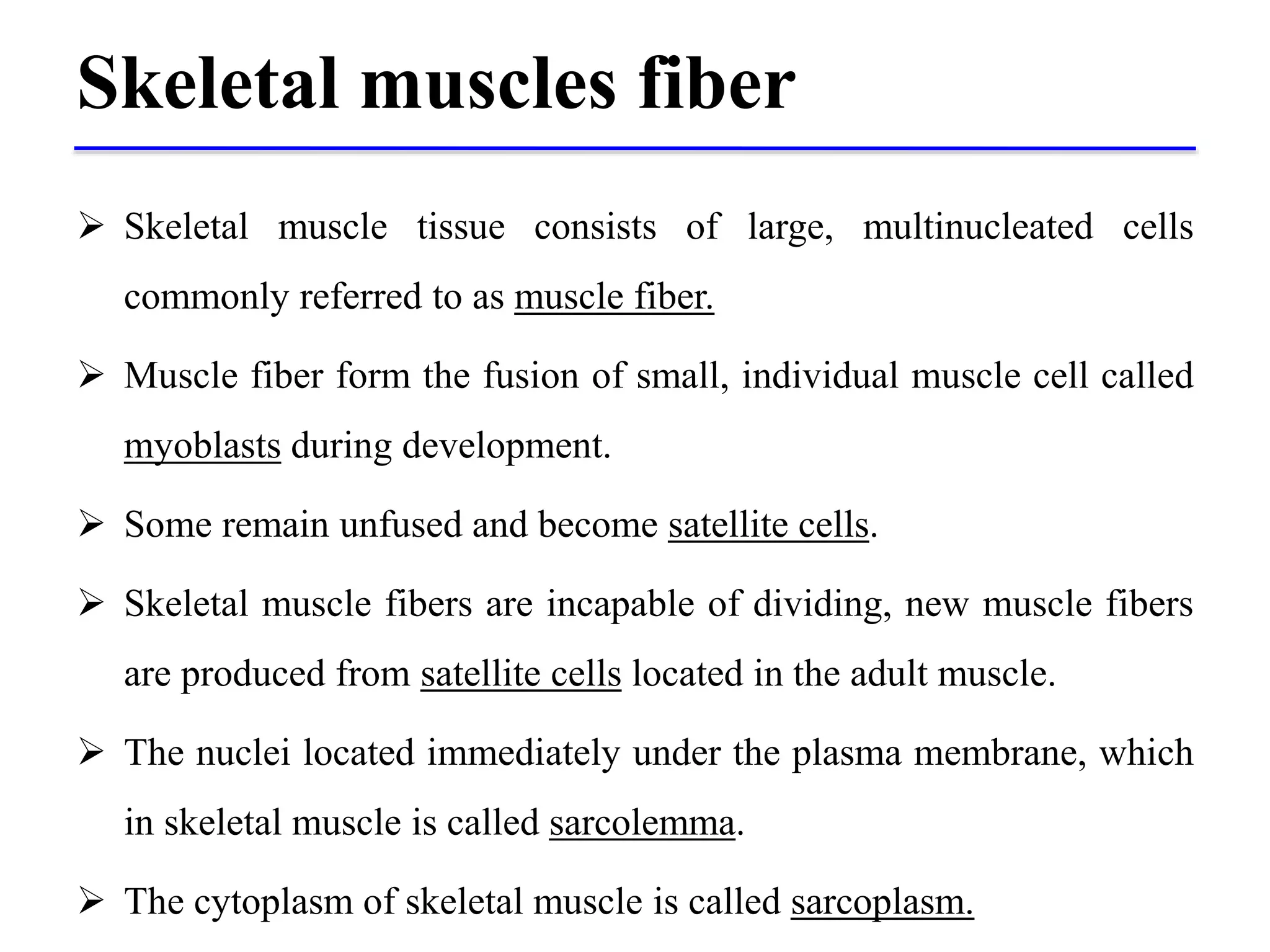 Skeletal muscles fiber
 Skeletal muscle tissue consists of large, multinucleated cells
commonly referred to as muscle fiber.
 Muscle fiber form the fusion of small, individual muscle cell called
myoblasts during development.
 Some remain unfused and become satellite cells.
 Skeletal muscle fibers are incapable of dividing, new muscle fibers
are produced from satellite cells located in the adult muscle.
 The nuclei located immediately under the plasma membrane, which
in skeletal muscle is called sarcolemma.
 The cytoplasm of skeletal muscle is called sarcoplasm.
 