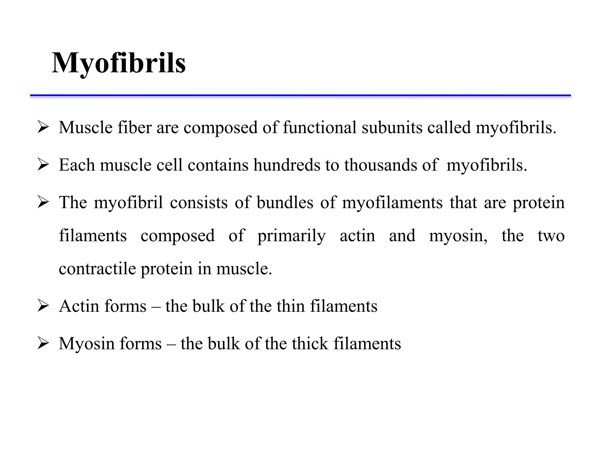  Muscle fiber are composed of functional subunits called myofibrils.
 Each muscle cell contains hundreds to thousands of myofibrils.
 The myofibril consists of bundles of myofilaments that are protein
filaments composed of primarily actin and myosin, the two
contractile protein in muscle.
 Actin forms – the bulk of the thin filaments
 Myosin forms – the bulk of the thick filaments
Myofibrils
 