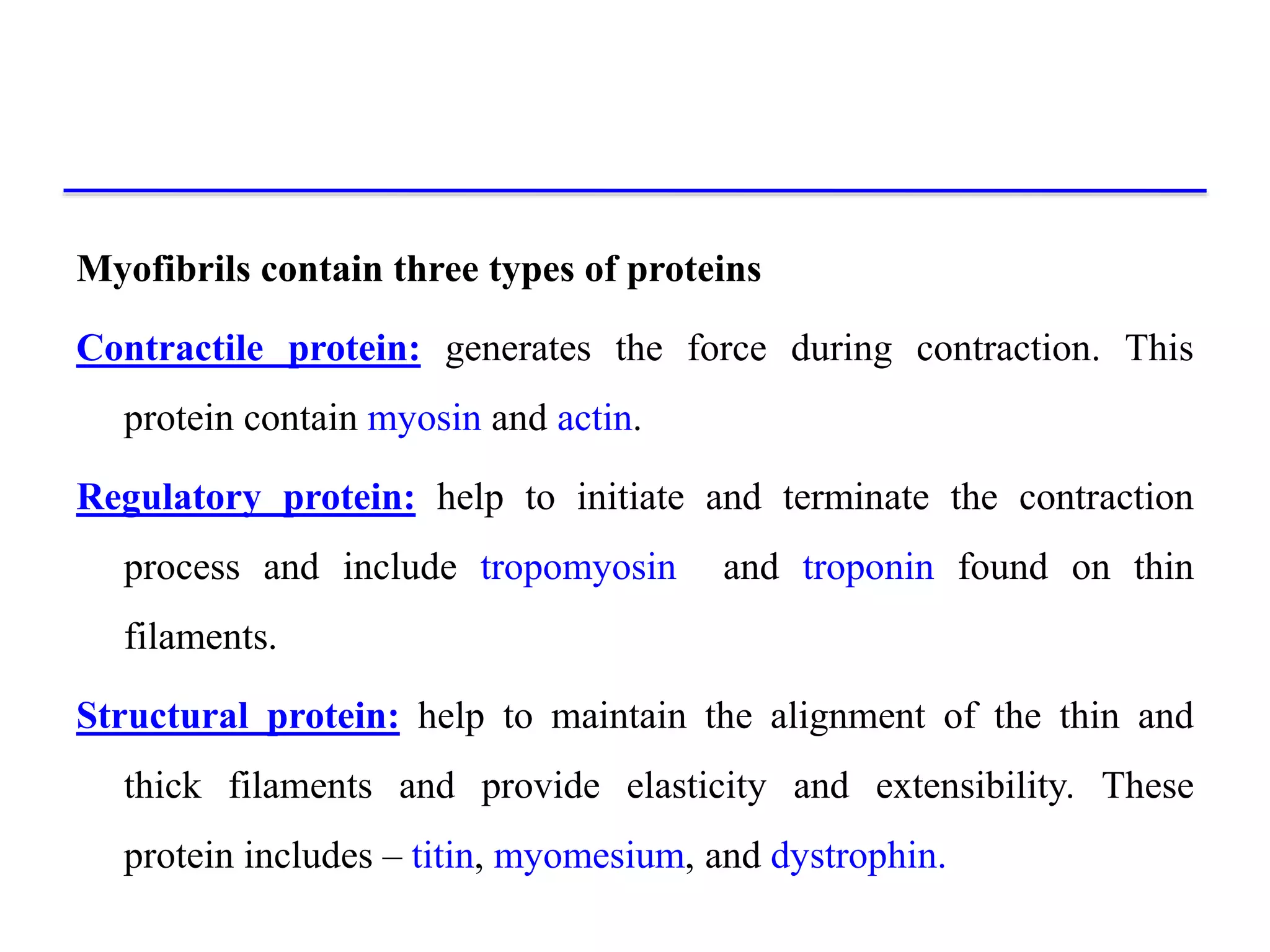 Myofibrils contain three types of proteins
Contractile protein: generates the force during contraction. This
protein contain myosin and actin.
Regulatory protein: help to initiate and terminate the contraction
process and include tropomyosin and troponin found on thin
filaments.
Structural protein: help to maintain the alignment of the thin and
thick filaments and provide elasticity and extensibility. These
protein includes – titin, myomesium, and dystrophin.
 