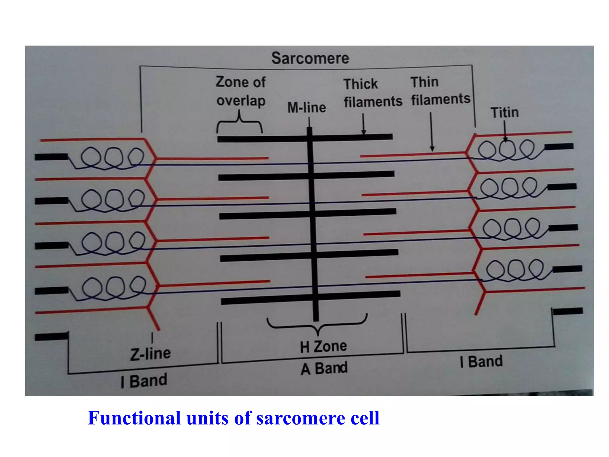 Functional units of sarcomere cell
 