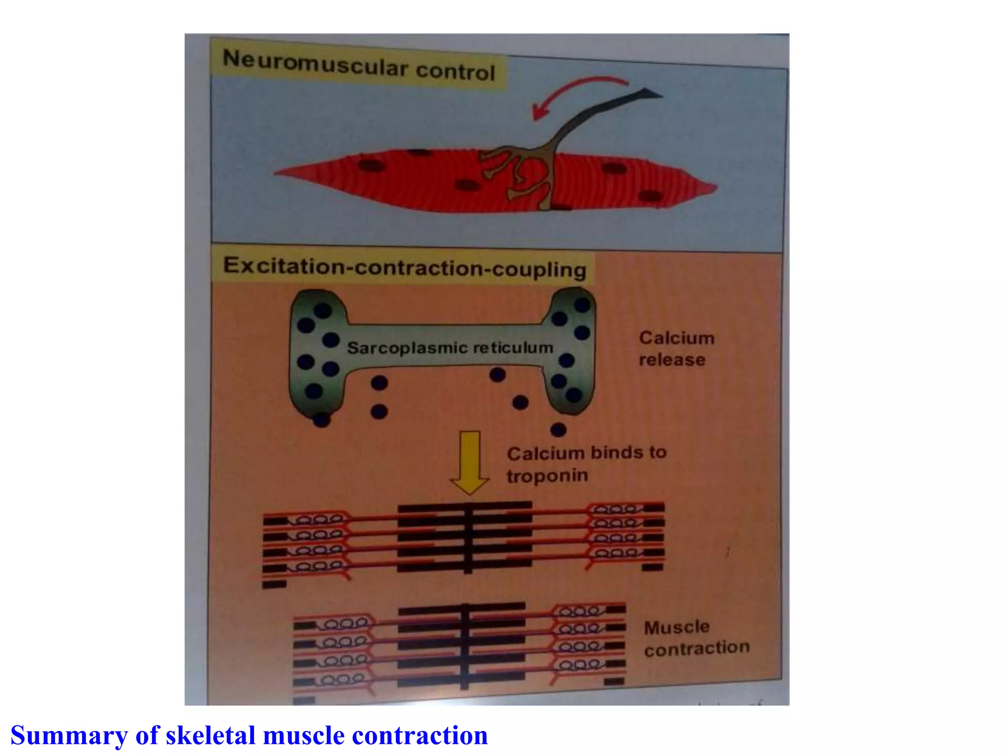 Summary of skeletal muscle contraction
 