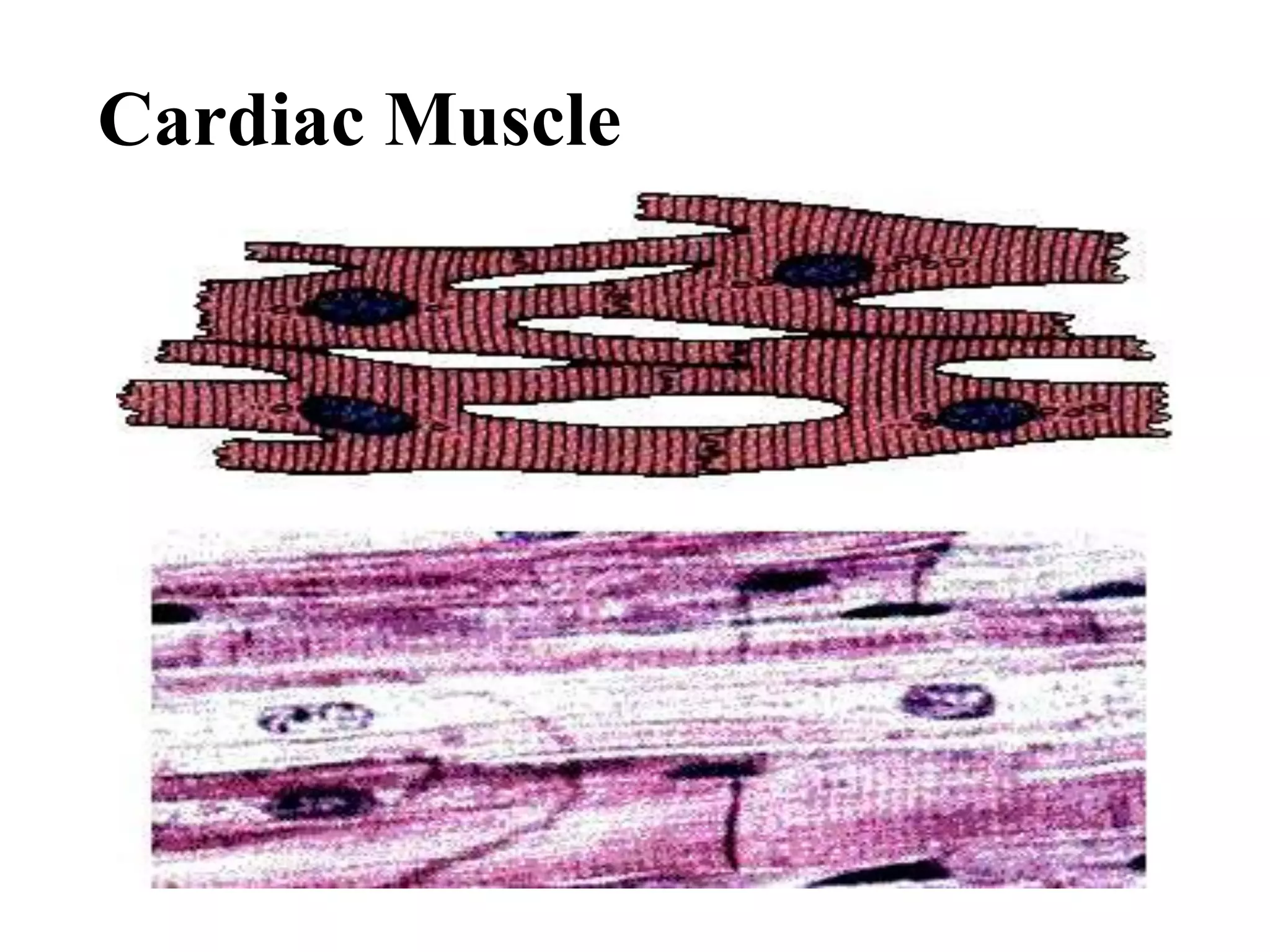 Cardiac Muscle
 