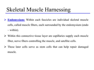 Skeletal Muscle Harnessing
 Endomysium: Within each fascicles are individual skeletal muscle
cells, called muscle fibers,...