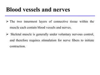 Blood vessels and nerves
 The two innermost layers of connective tissue within the
muscle each contain blood vessels and ...