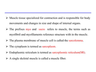  Muscle tissue specialized for contraction and is responsible for body
movements and changes in size and shape of interna...