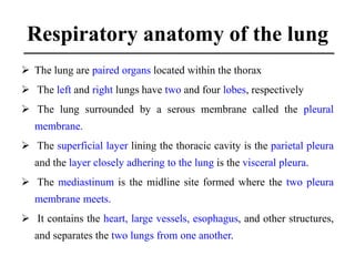 Respiratory anatomy of the lung
 The lung are paired organs located within the thorax
 The left and right lungs have two...
