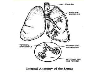 Blood supply to the lung
 The pulmonary and bronchial arteries supply blood to the lung
 Pulmonary artery carries deoxyg...