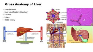 • Functional unit
• Liver identification (Histology)
• Location
• Lobes
• Blood supply
Gross Anatomy of Liver
 