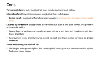 ANA 204 Abdominal Viscera spermatic cord anatomy | PPT