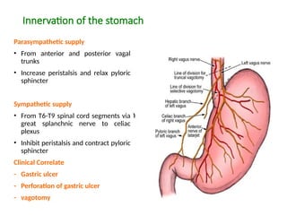 ANA 204 Abdominal Viscera spermatic cord anatomy | PPTX