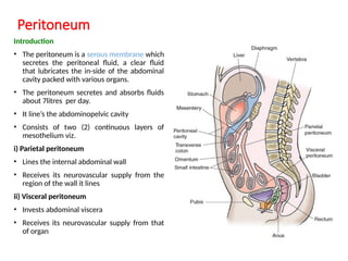 Peritoneum Defect ANA 204 The Peritoneum.pptx by Dr Aliyu S Jahun | PPTX