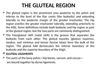 ANA 211 (ANANI) Gluteal region and THIGH regions (posterior, anterior ...
