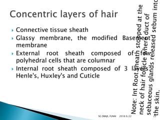 Internal Sheath Ana212 histology of integumentary system | PPTX