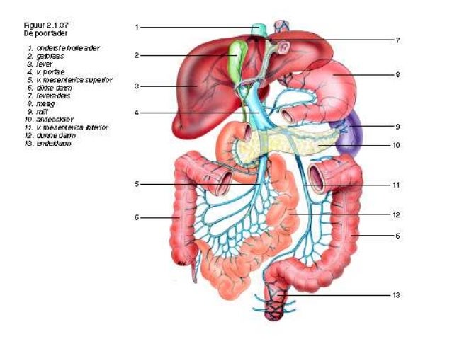 Anatomie en fysiologie 2 maag darmen