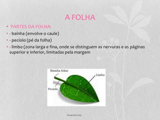 A FOLHA
• PARTES DA FOLHA:
• - baínha (envolve o caule)
• - pecíolo (pé da folha)
• - limbo (zona larga e fina, onde se distinguem as nervuras e as páginas
  superior e inferior, limitadas pela margem




                                Fevereiro 2013
 