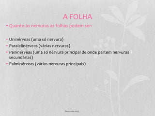 A FOLHA
• Quanto às nervuras as folhas podem ser:

• Uninérveas (uma só nervura)
• Paralelinérveas (várias nervuras)
• Peninérveas (uma só nervura principal de onde partem nervuras
  secundárias)
• Palminérveas (várias nervuras principais)




                              Fevereiro 2013
 