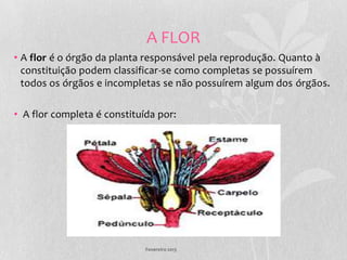 A FLOR
• A flor é o órgão da planta responsável pela reprodução. Quanto à
  constituição podem classificar-se como completas se possuírem
  todos os órgãos e incompletas se não possuírem algum dos órgãos.

• A flor completa é constituída por:




                             Fevereiro 2013
 