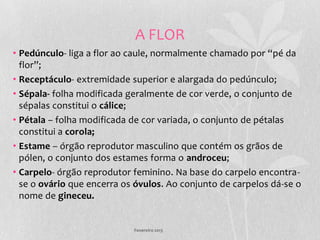 A FLOR
• Pedúnculo- liga a flor ao caule, normalmente chamado por “pé da
  flor”;
• Receptáculo- extremidade superior e alargada do pedúnculo;
• Sépala- folha modificada geralmente de cor verde, o conjunto de
  sépalas constitui o cálice;
• Pétala – folha modificada de cor variada, o conjunto de pétalas
  constitui a corola;
• Estame – órgão reprodutor masculino que contém os grãos de
  pólen, o conjunto dos estames forma o androceu;
• Carpelo- órgão reprodutor feminino. Na base do carpelo encontra-
  se o ovário que encerra os óvulos. Ao conjunto de carpelos dá-se o
  nome de gineceu.


                            Fevereiro 2013
 