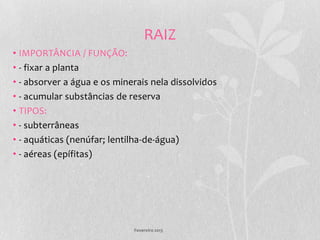 RAIZ
• IMPORTÂNCIA / FUNÇÃO:
• - fixar a planta
• - absorver a água e os minerais nela dissolvidos
• - acumular substâncias de reserva
• TIPOS:
• - subterrâneas
• - aquáticas (nenúfar; lentilha-de-água)
• - aéreas (epífitas)




                             Fevereiro 2013
 