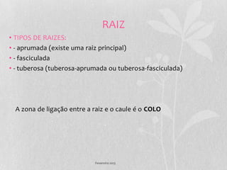 RAIZ
• TIPOS DE RAIZES:
• - aprumada (existe uma raiz principal)
• - fasciculada
• - tuberosa (tuberosa-aprumada ou tuberosa-fasciculada)




  A zona de ligação entre a raiz e o caule é o COLO




                            Fevereiro 2013
 