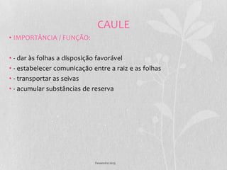 CAULE
• IMPORTÂNCIA / FUNÇÃO:

• - dar às folhas a disposição favorável
• - estabelecer comunicação entre a raiz e as folhas
• - transportar as seivas
• - acumular substâncias de reserva




                             Fevereiro 2013
 