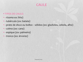 CAULE

• TIPOS DE CAULE:
• - rizoma ex: lírio)
• - tubérculo (ex: batata)
• - prato de disco ou bolbo: - sólidos (ex: gladíolos, cebola, alho)
• - colmo (ex: cana)
• - espique (ex: palmeira)
• - tronco (ex: árvores)




                              Fevereiro 2013
 