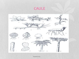 CAULE




Fevereiro 2013
 