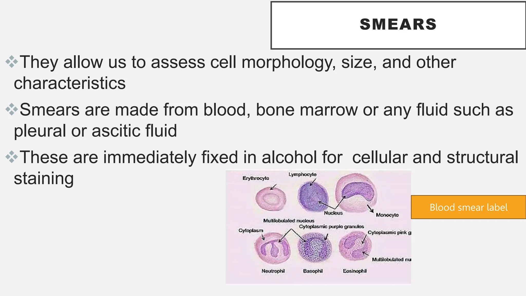SMEARS
They allow us to assess cell morphology, size, and other
characteristics
Smears are made from blood, bone marrow or any fluid such as
pleural or ascitic fluid
These are immediately fixed in alcohol for cellular and structural
staining
Blood smear label
 