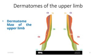 Derma Ms Map Dermatomal mapping of the human body ppx | PPTX
