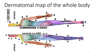 Dermatomal mapping of the human body ppx | PPTX