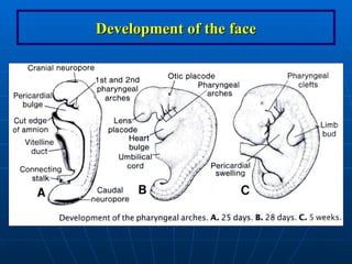 Ana_6_Development of the face. anatomy geneticsppt | PPT
