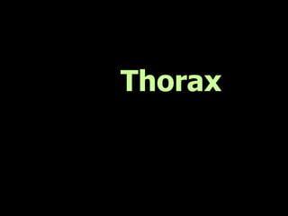 Thorax
 