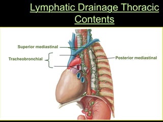 Lymphatic Drainage Thoracic
Contents
 3 groups of lymph nodes
 Superior mediastinal lymph nodes
 Posterior mediastinal lymph nodes
 Tracheobronchial lymph nodes
Superior mediastinal
Posterior mediastinal
Tracheobronchial
 