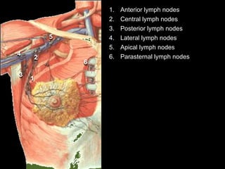 1. Anterior lymph nodes
2. Central lymph nodes
3. Posterior lymph nodes
4. Lateral lymph nodes
5. Apical lymph nodes
6. Parasternal lymph nodes
5
4
3
1
6
2
 