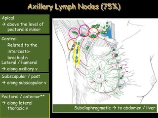 Axillary Lymph Nodes (75%)
Subdiaphragmatic  to abdomen / liver
Pectoral / anterior**
 along lateral
thoracic v
Subscapular / post
 along subscapular v
Lateral / humeral
 along axillary v
Central
 Related to the
intercosto-
brachial n
Apical
 above the level of
pectoralis minor
 