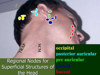 Regional Nodes for
Superficial Structures of
the Head
occipital
posterior auricular
pre auricular
parotid
buccal
 